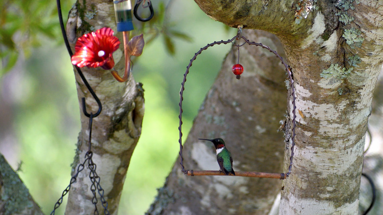A hummingbird sits on a swing near a feeder.