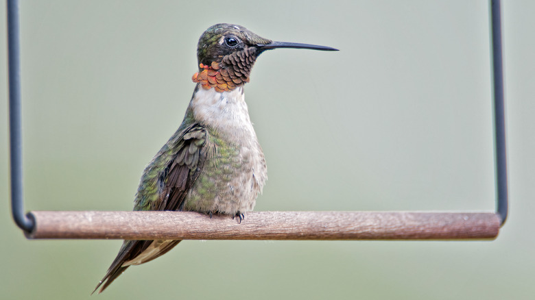 This reel demonstrates making a DIY hummingbird swing.