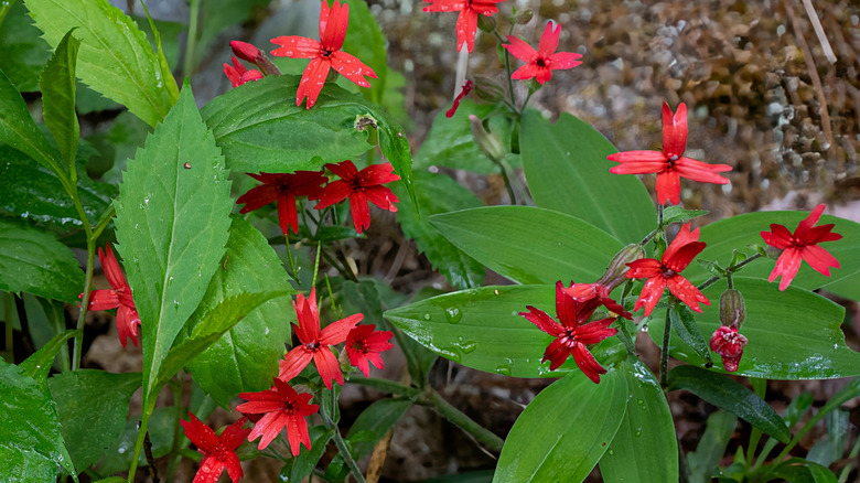 Fire pinks bloom with red flowers.