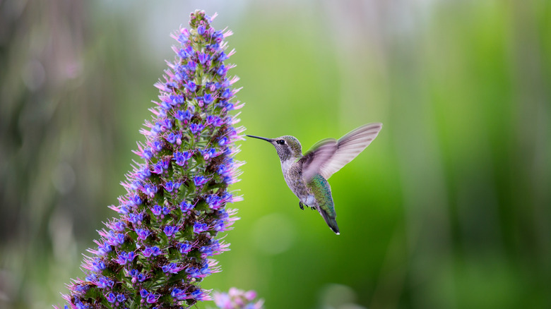 Hummingbird feeds on the blooms of an anise hyssop.