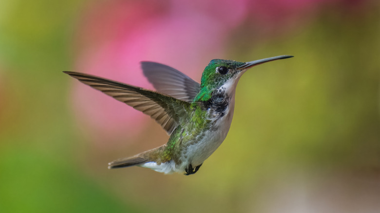 Hummingbird floating in mid-air.