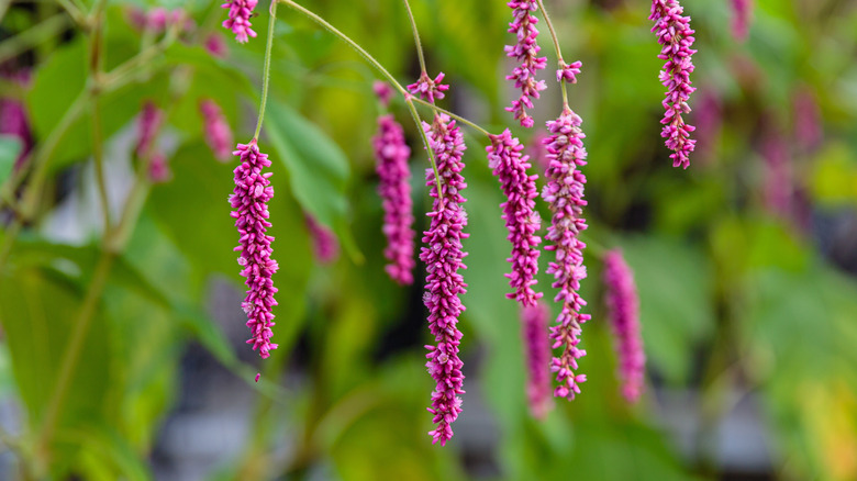 Long, magenta-colored flower tassels of Persicaria orientalis hanging from thin stems