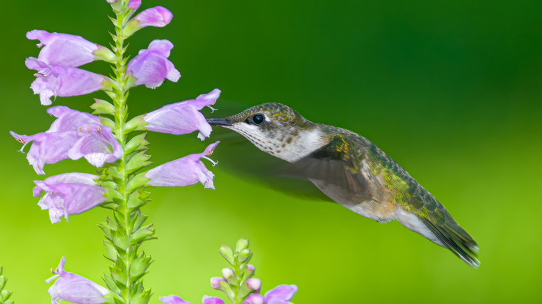 A ruby-throated hummingbird drinks from the tubular pink flowers on a plant.