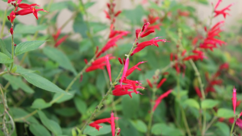 Red pineapple sage blooms in a garden.