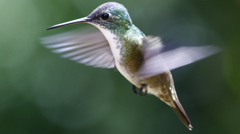 A green hummingbird hovers in the air.