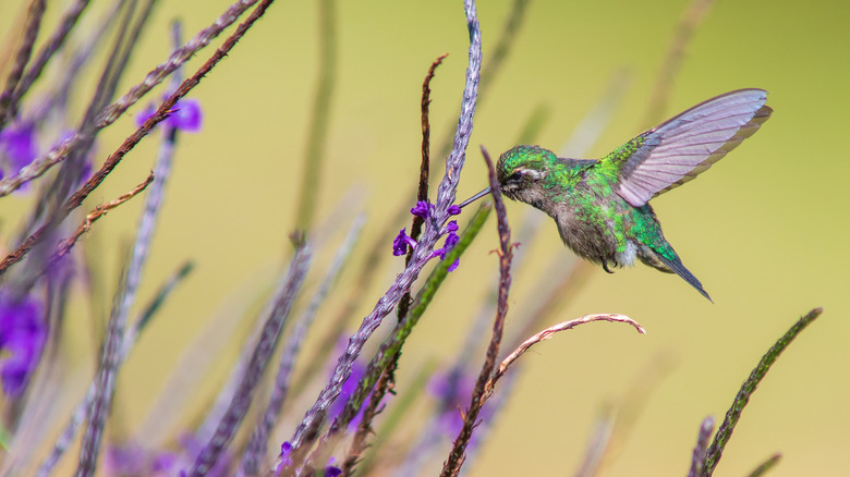 A green hummingbird hovering at a purple verbena flower