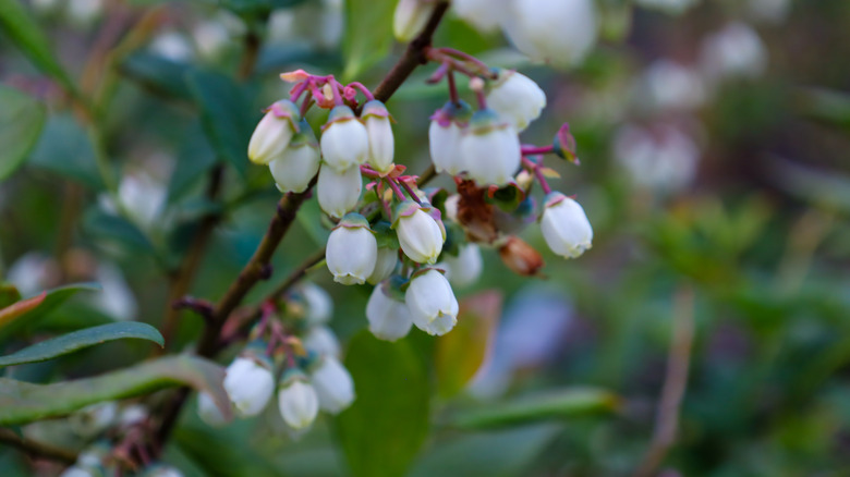 A blueberry shrub is covered in white bell-shaped flowers.