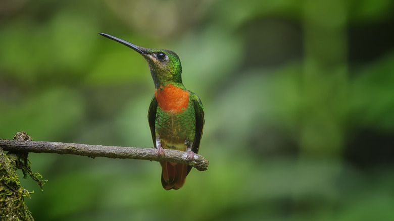 A green and orange-throated hummingbird rests on a twig.