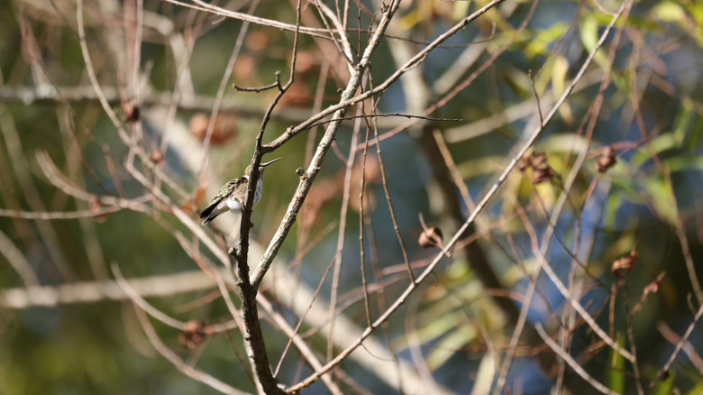 A hummingbird sits among the branches and twigs of a snag (dead tree)