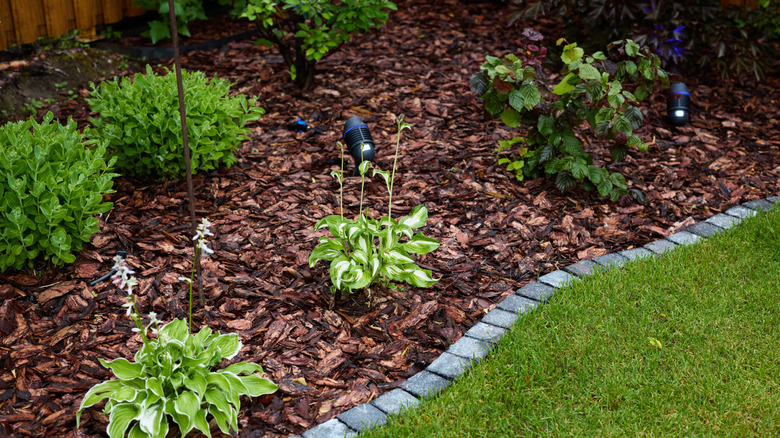 Hostas and other landscape plants have been freshly mulched with wood chips.