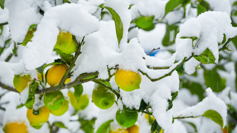 A lemon tree has a layer of snow on it.