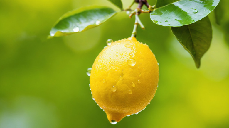 Water drop drip from a lemon.
