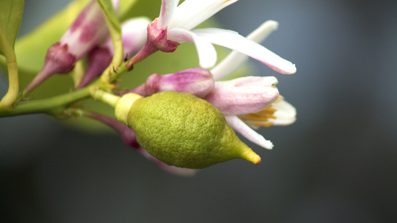 A lemon begins to develop.