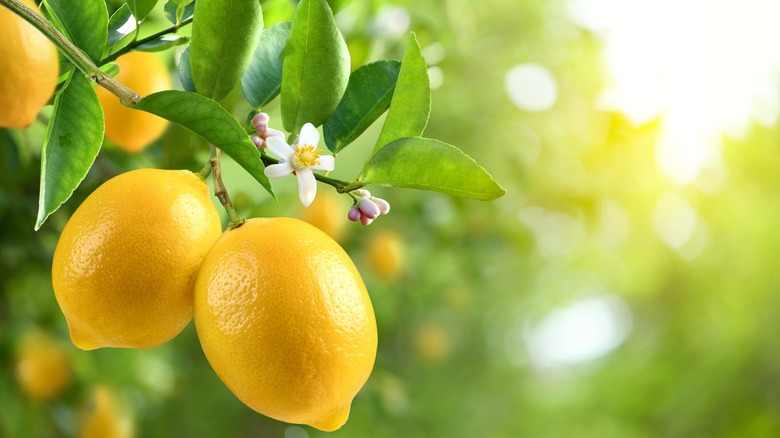 Bright yellow lemons hang on a tree.