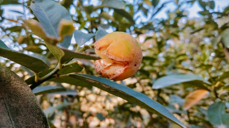 A tree suffers from lemon blast disease.