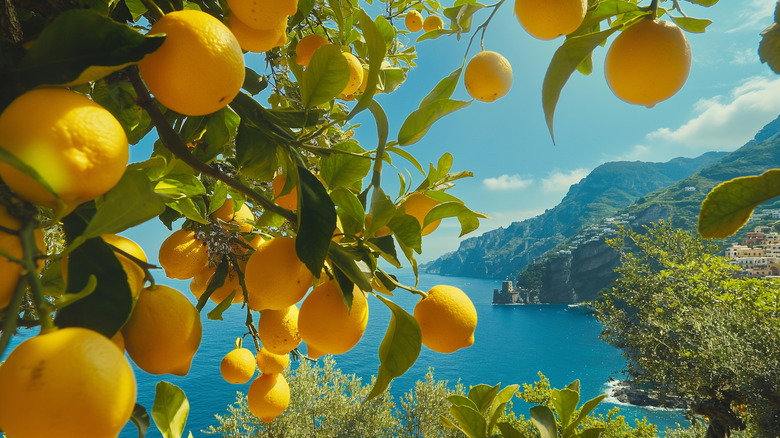 Lemons ripen against a blue sky.