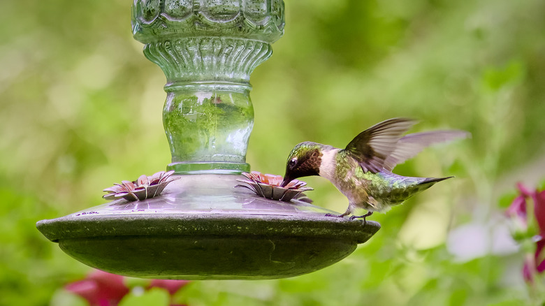 Hummingbird feeds from a glass feeder.