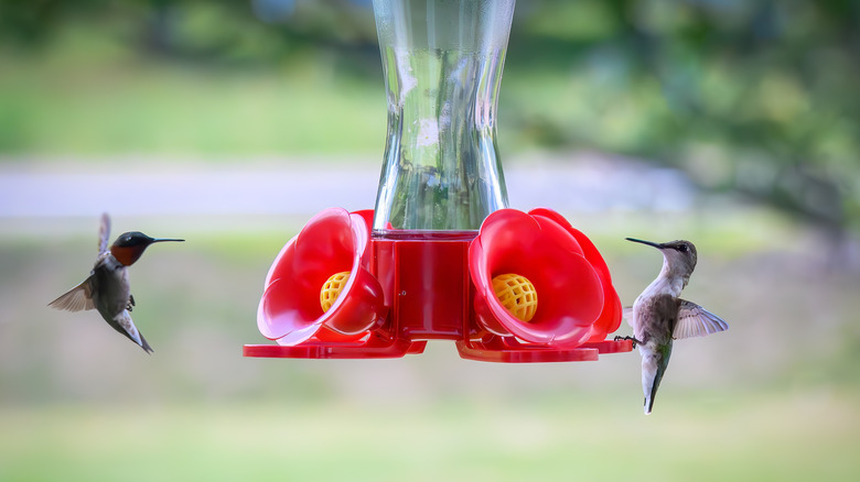 Two hummingbirds come to a feeder.