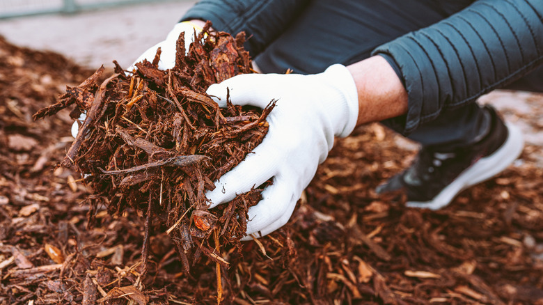 A pair of hands wearing white gloves is holding a handful of brown mulch.