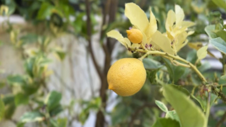A lemon tree from Drew Scott's backyard