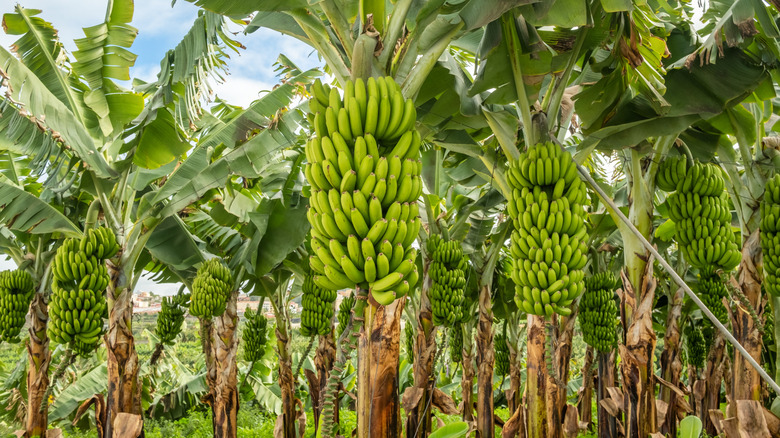 A forest of banana trees with green banana bunches and brown trunks