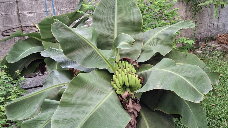A dwarf Cavendish banana plant with green bunches of bananas