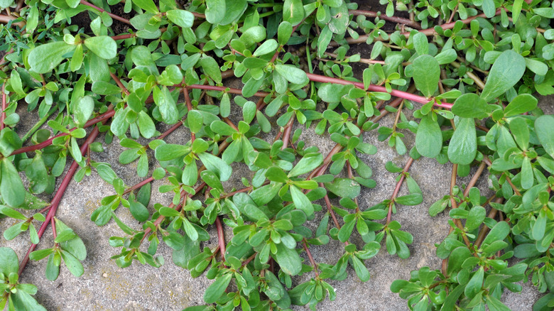 A purslane weed spreads across soil.