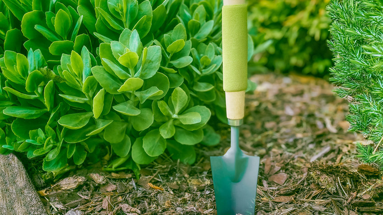 A mulched garden has no weeds.