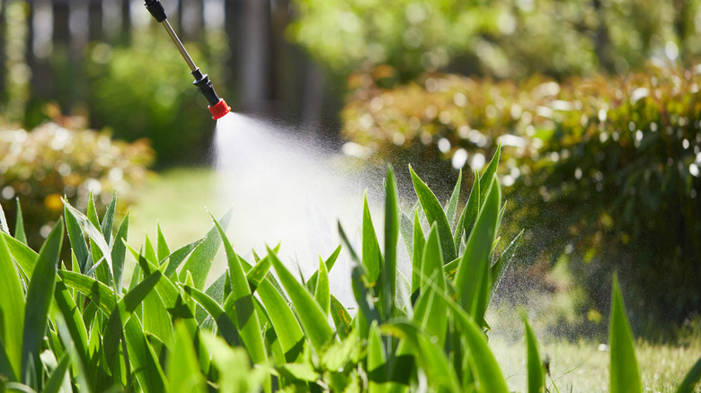 Herbicide spray is applied to a garden.