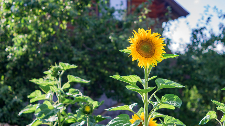 A single sunflower sprouts up in a garden