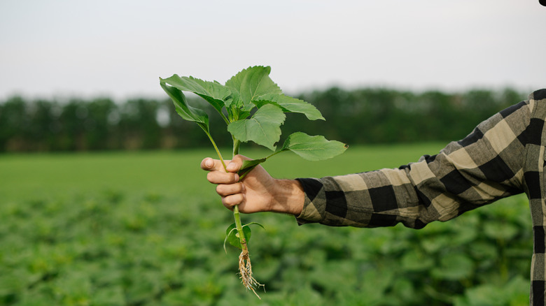 A person's arm holding up a sunflower seedling