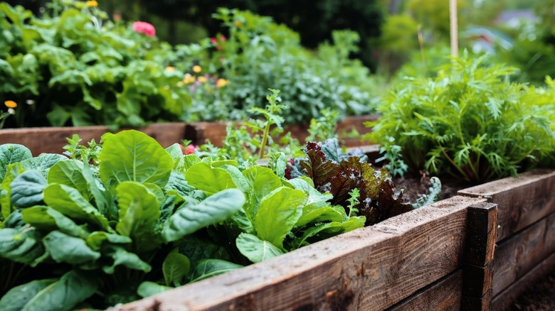 Vegetables grow in a thriving raised bed.