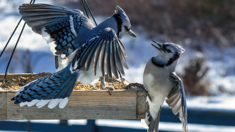 Two blue jays fight at a bird feeder.