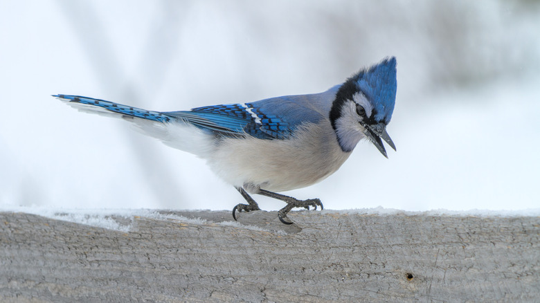Blue jay perched on a wooden railing.