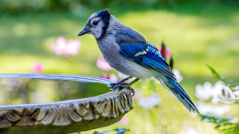 Blue jay perched on a concrete bird bath.