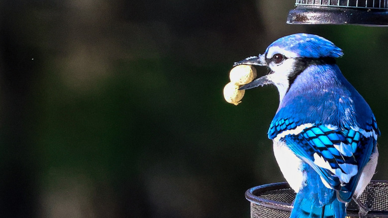 A blue jay holds a whole peanut in his mouth at a bird feeder.