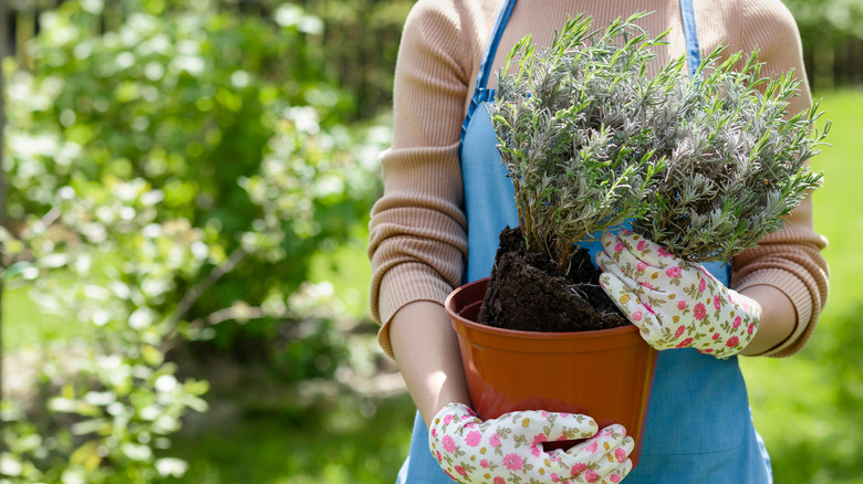 A woman wearing floral gardening gloves is holding a plastic pot with a lavender plant halfway removed.