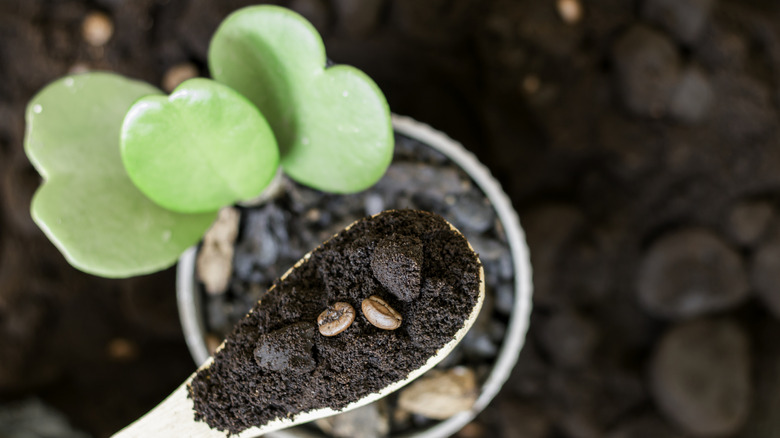 A close-up of used coffee grounds in a wooden spoon are poised above a potted plant.