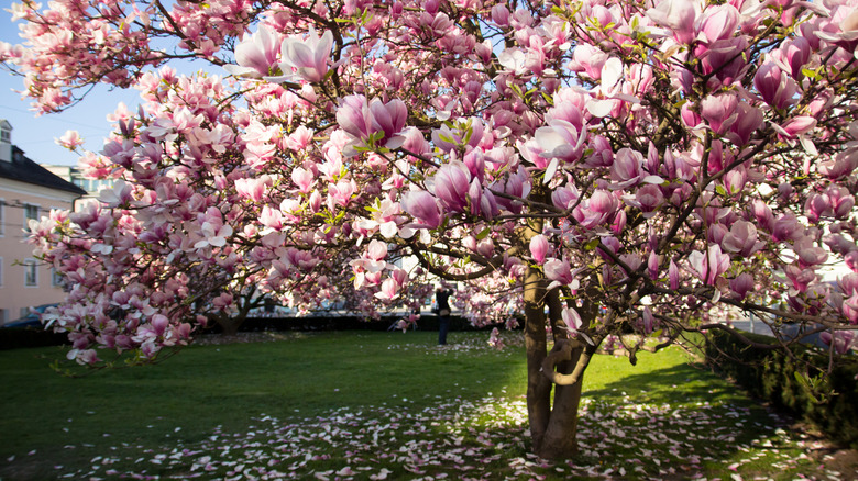A magnolia tree is covered in pink blooms.