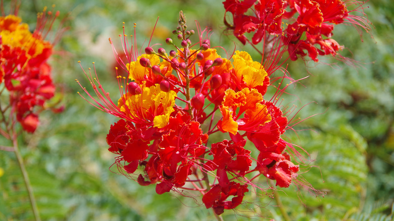 A close-up of vibrant red and yellow flowers of the red bird of paradise.