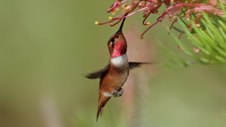 A hummingbird hovers mid-air while feeding on a red flower.