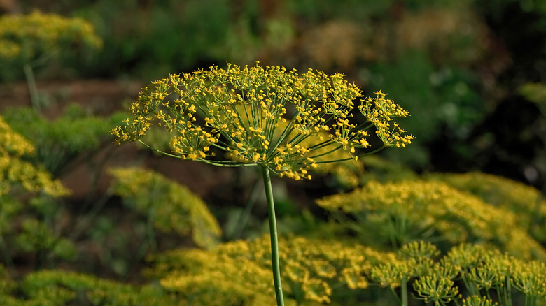 A dill umbrella