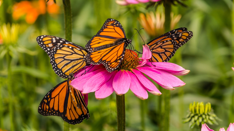 Four Monarch butterflies nestled on a pink coneflower.