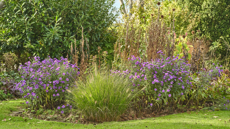 Grasses and other plants begin to dry in an autumn garden.