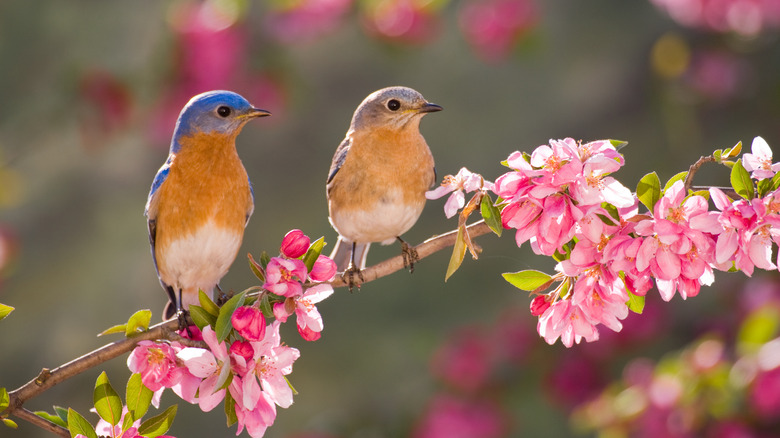 A male and a female blue bird sit on a flowering branch.