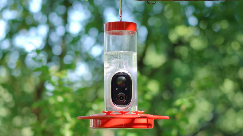 A hummingbird feeder with a camera in it hangs from a tree branch.