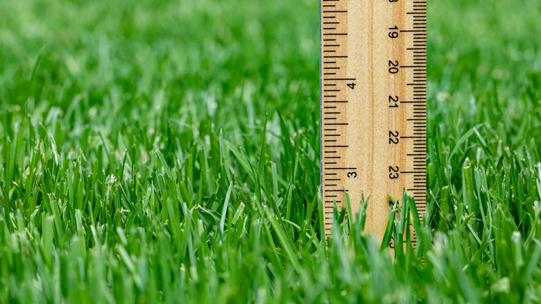Close-up of a ruler measuring the height of green grass in a lawn