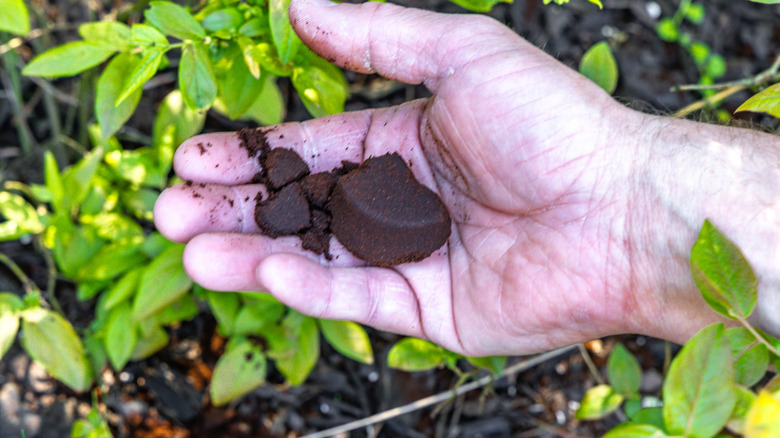 A man holding used coffee grounds in a garden setting