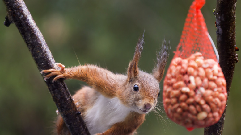 A red squirrel trying to steal nuts from a bird feeder