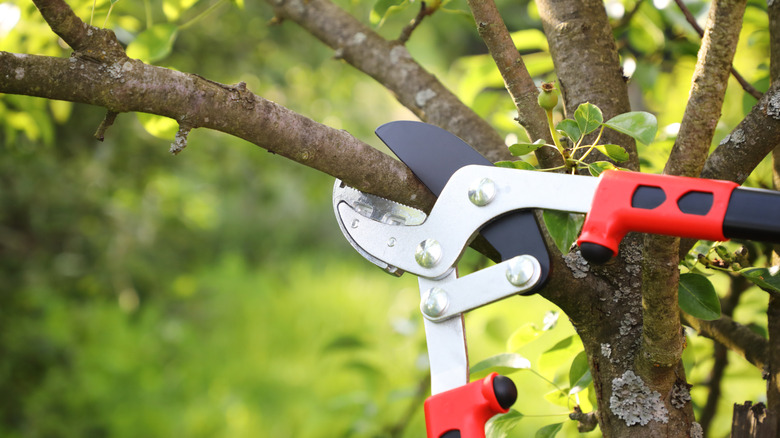 Close up view of loppers trimming a tree branch.